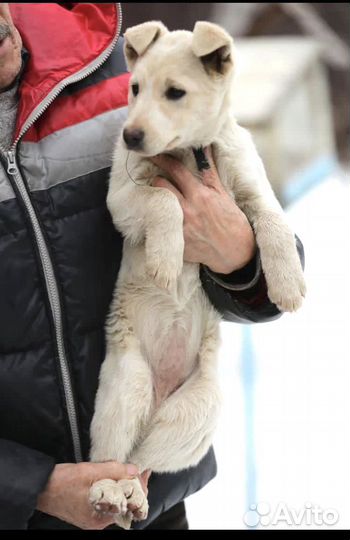 Щенок девочка Умка из монастыря в добрые руки