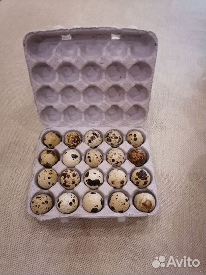 Яйца перепелиные домашние