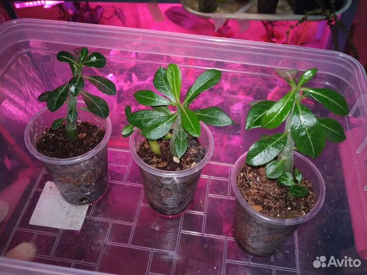 Адениумы набор сеянцев 5шт