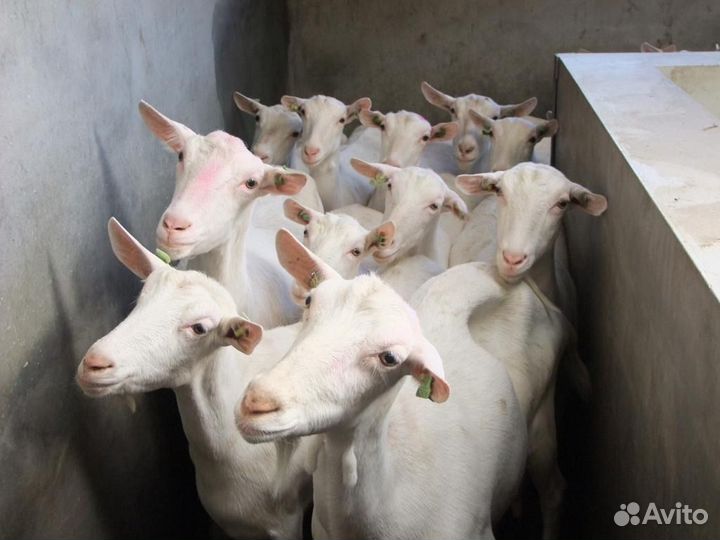 Зааненские козы и козлята