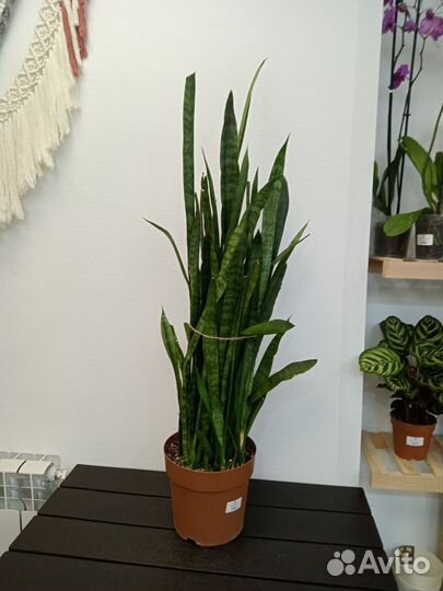 Сансевиерии