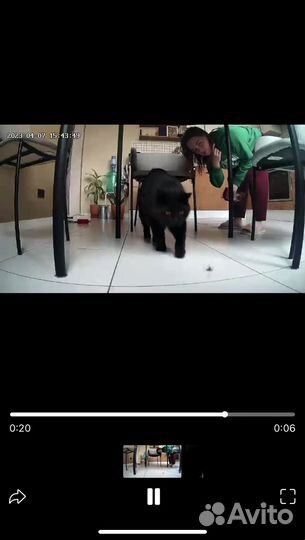 Автоматическая кормушка Petoneer Nutri Vision