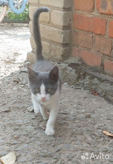 Кошка в дар бесплатно