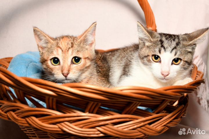 Трехцветный котенок девочка