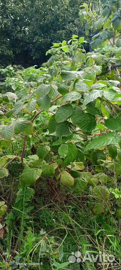 Саженцы ремонтантной малины