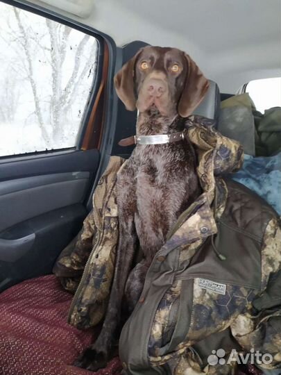 Курцхаар кобель вязка