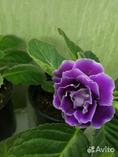 Глоксиния цветущая