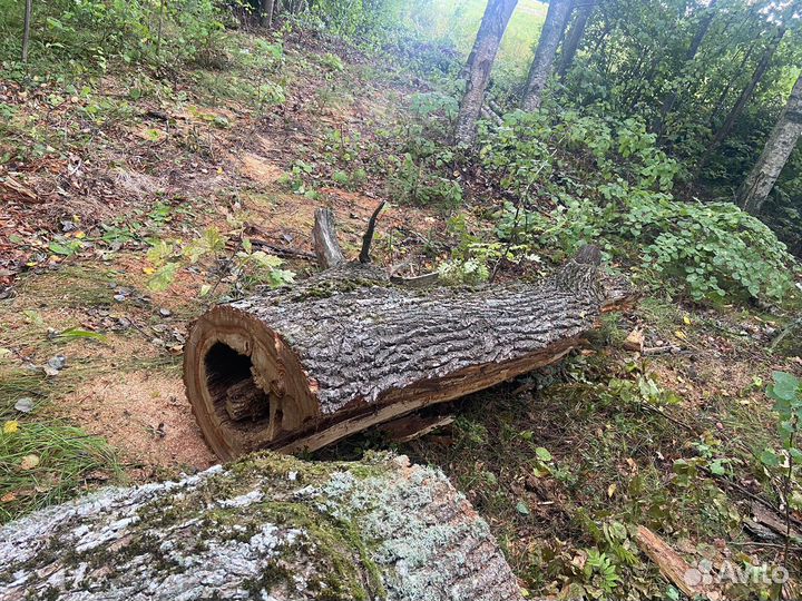 Дуб под дизайн