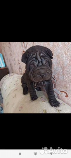 Щенки шарпей