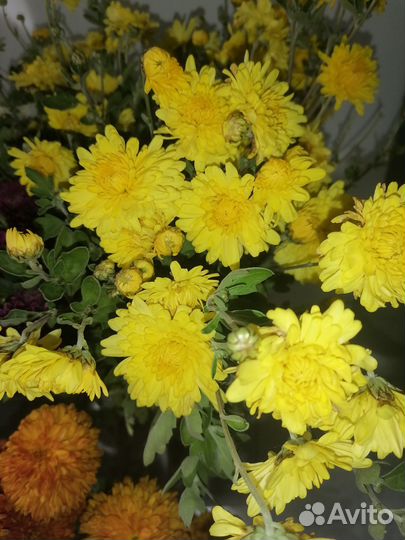 Хризантем а, срезка