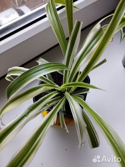 Хлорофитум