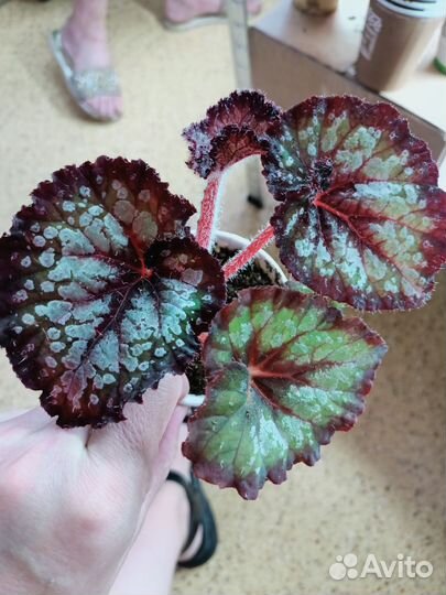 Бегония декоративно лиственная