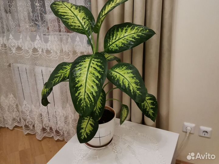 Диффенбахия