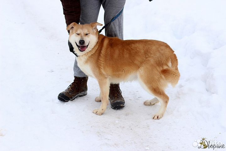 Собака-улыбака