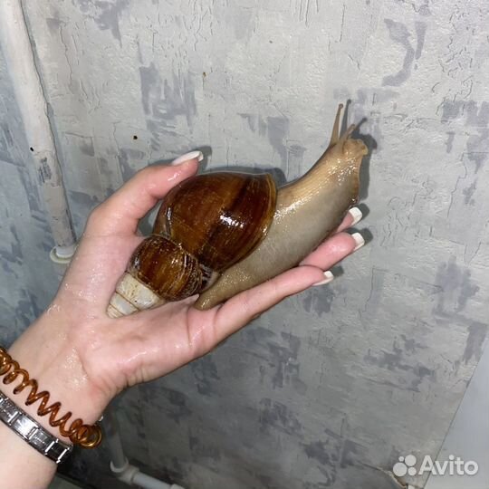 Улитки ахатины