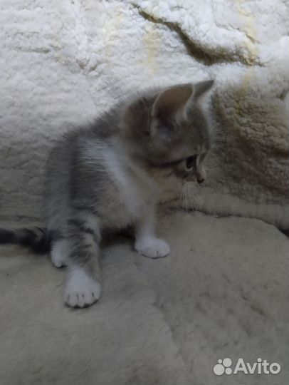 Котёнок мальчик