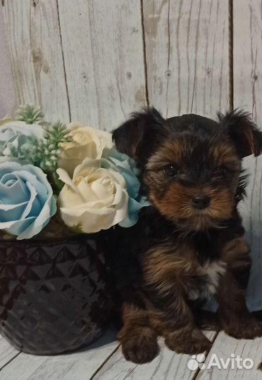 Йоркширский терьер щенки девочки