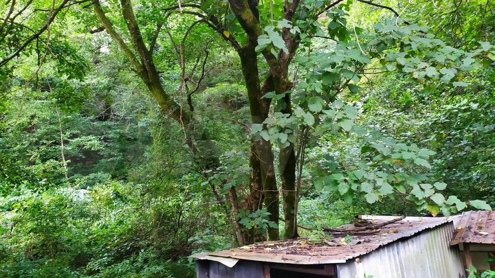 Участок 7,5 сот. (СНТ, ДНП)