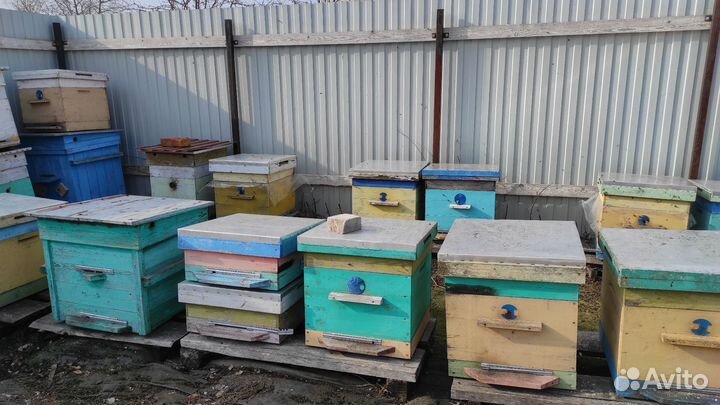 Продам пасеку