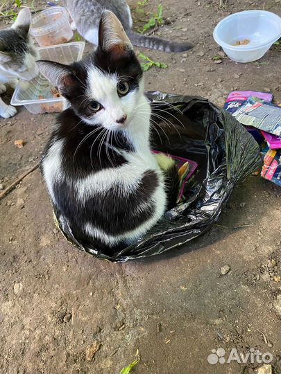 Кошки в добрые руки