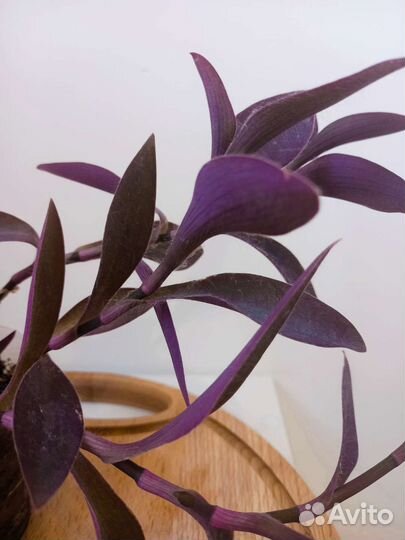 Растения на обмен