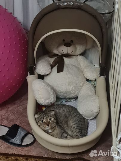 Кошечка в добрые руки