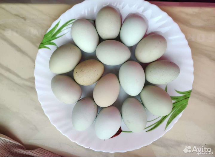 Инкубационное яйцо ухейилюй