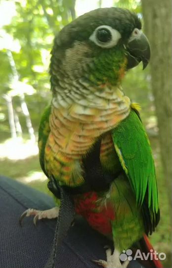 Пиррура птенцы ручные, говорящие, попугай