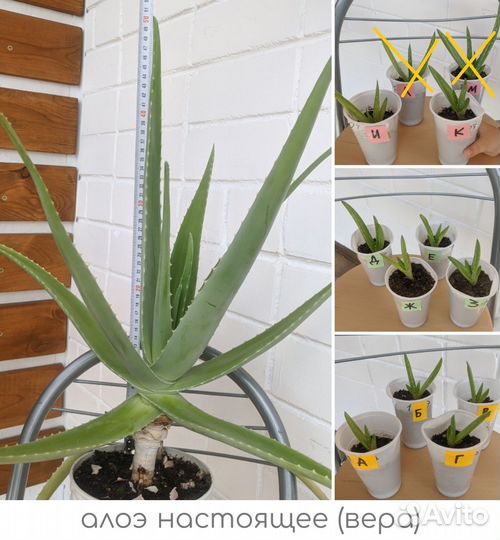 Нематантус, традесканция, алоэ, хавортия и др