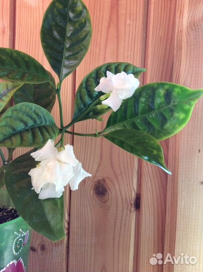 Табернемонтана, Гардения жасминовидная