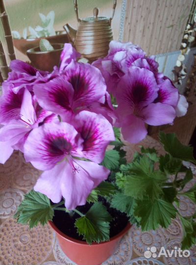 Герань пеларгония королевская