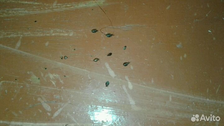 Дезинсекция Дезинфекция насекомых