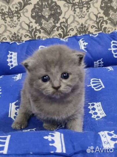 Котята Шотландской вислоухой