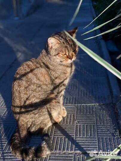 Британка потеряшка