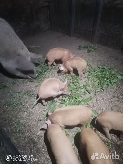Свиноматка с поросятами