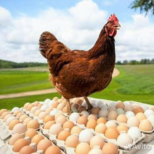 Куры несушки Белые
