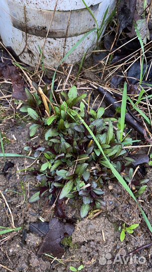 Аквилегия, флокс микс, нарциссы и красивоплодник
