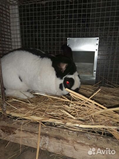 Мясо кролика