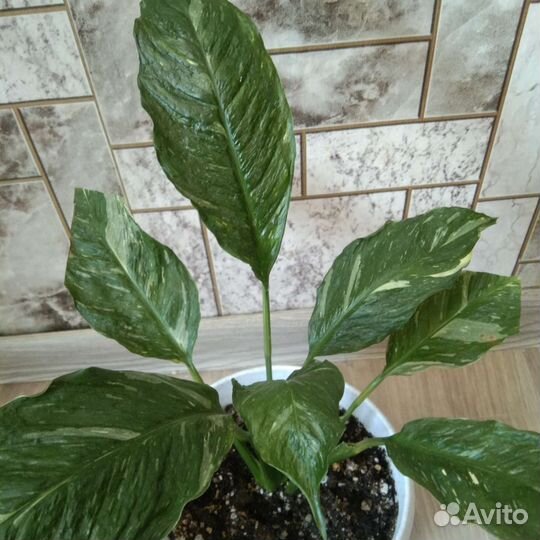 Спатифиллум gemini