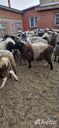 Продам Баранов