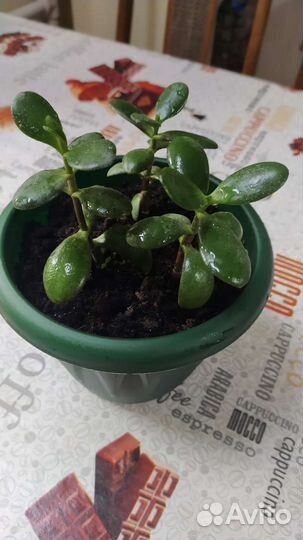 Толстянка(денежное дерево)