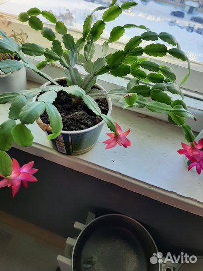 Комнатные цветочки