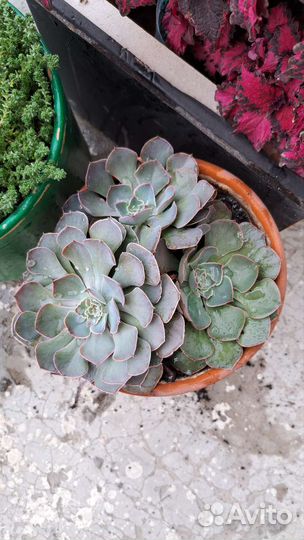 Эхеверия шавиана