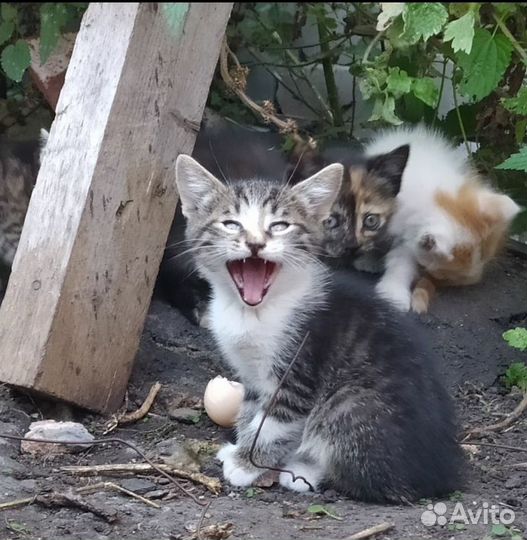 Котята