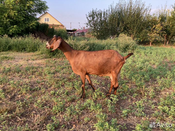 Дойные козы