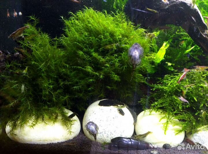 Мох аквариумный