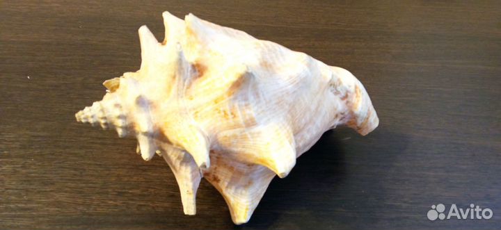 Морские ракушки