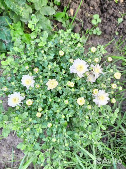 Хризантемы мультифлора