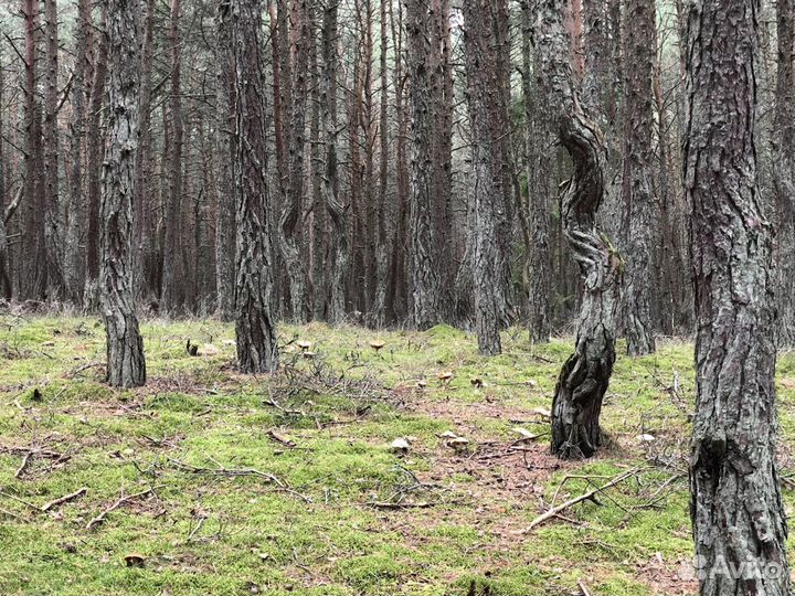 Индивидуальные экскурсии по Калининграду и области