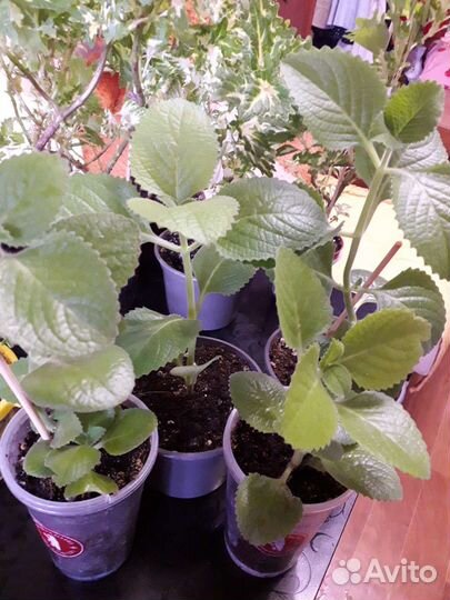 Мята комнатная